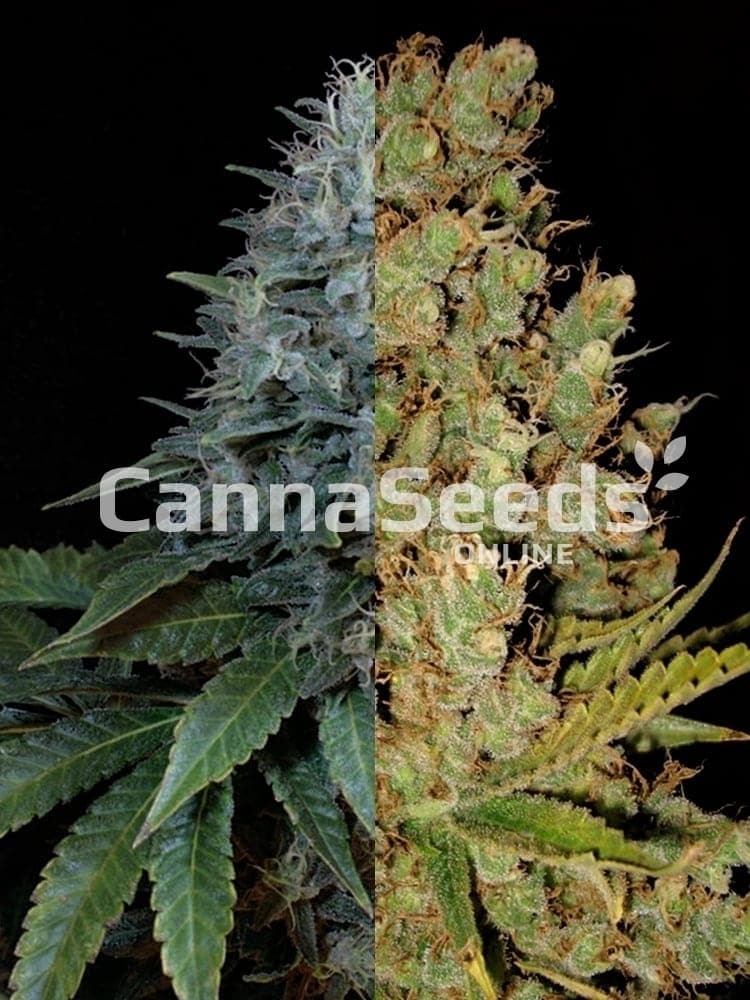 Autoflower Feminized Sativa Combo Seeds Image