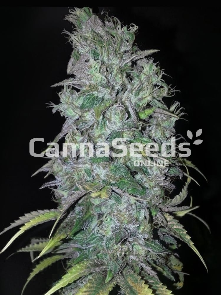 Big Bud Seeds Image