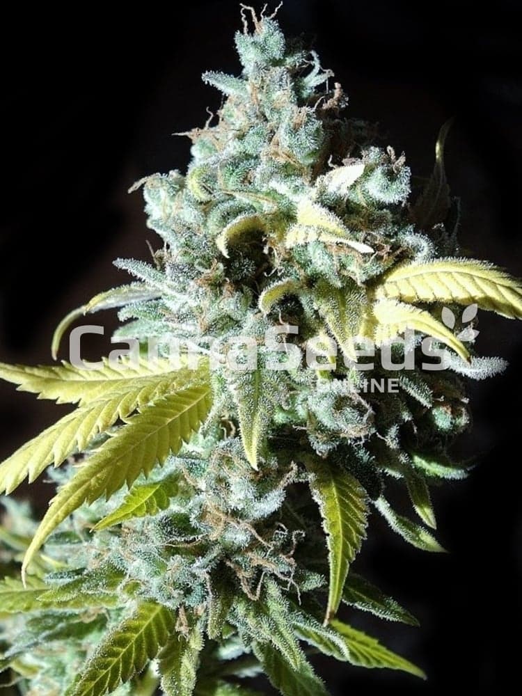 Black Jack Seeds Image