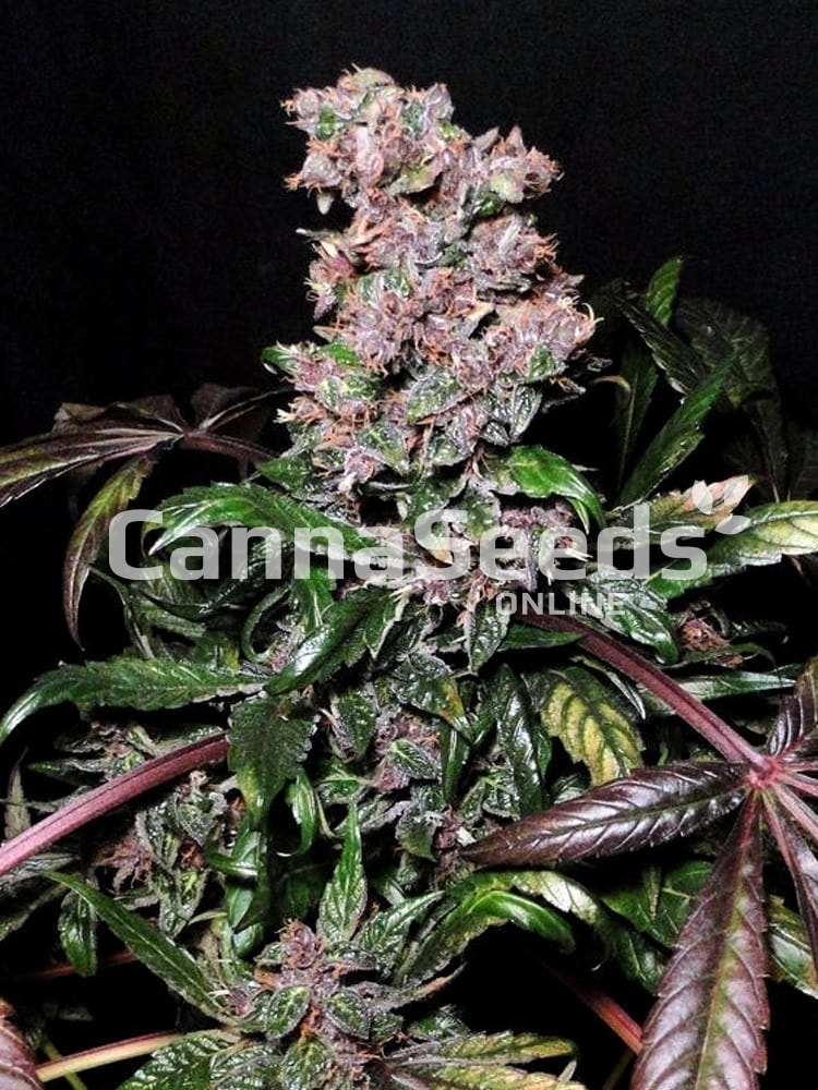 Blue Berry Seeds Image