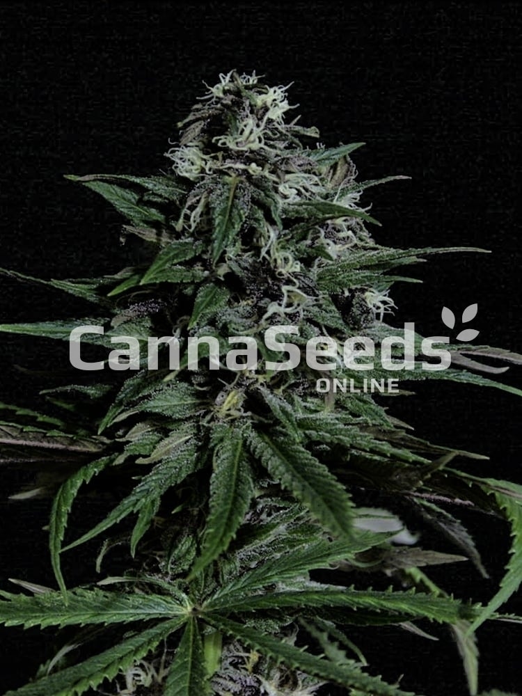 Blue Dream Seeds Image