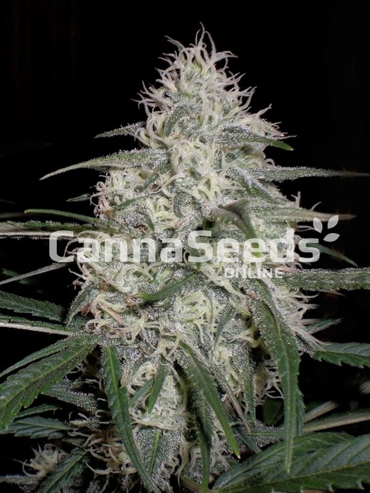 Bubblegum Seeds Image