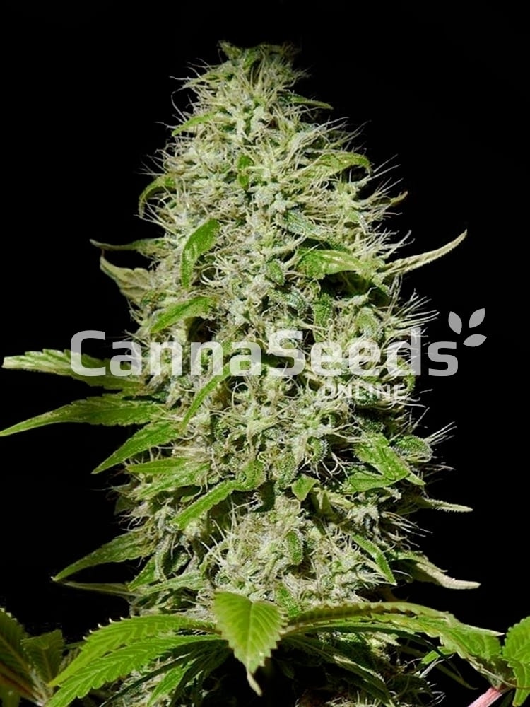 Buddha Cheese Seeds Image
