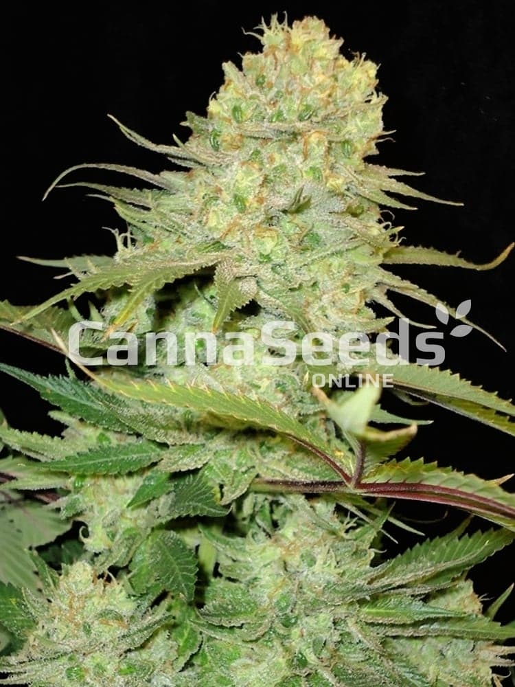 Cheese Seeds Image