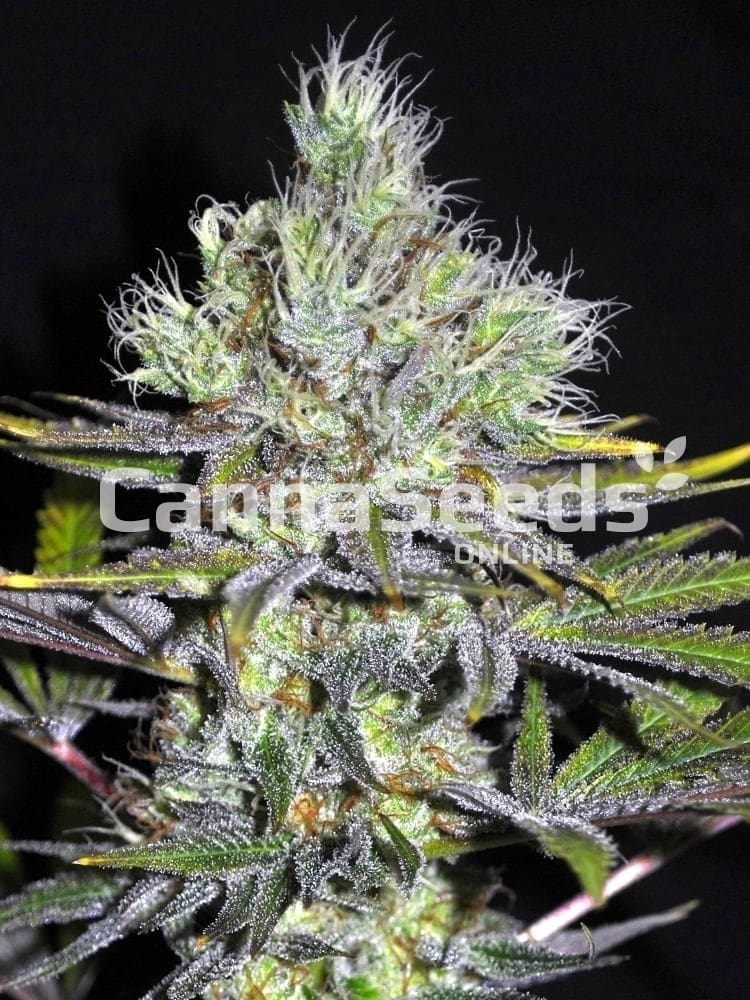 Girl Scout Cookies Regular Seeds Image