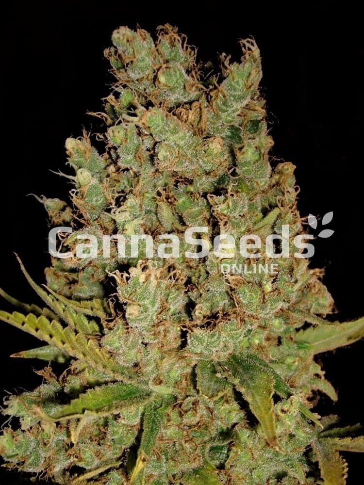 Jack Herer Heeds Image