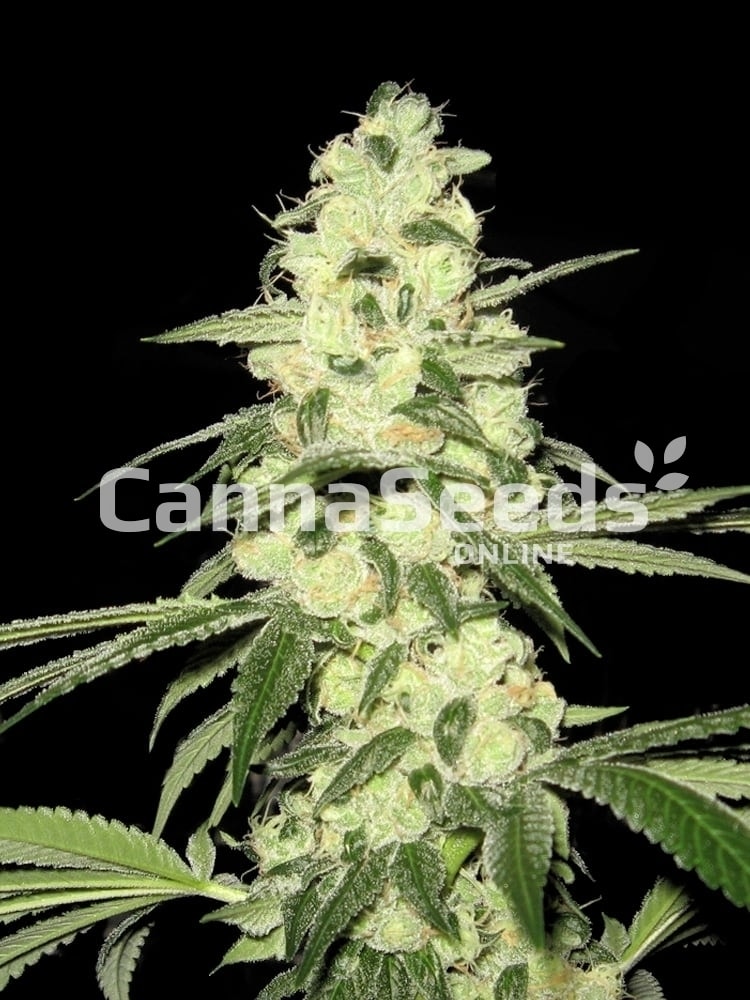 Master Kush Seeds Image