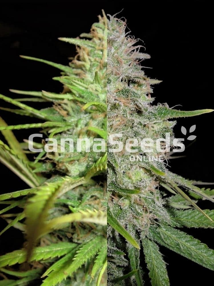Most Popular Feminized Combo Seeds Image