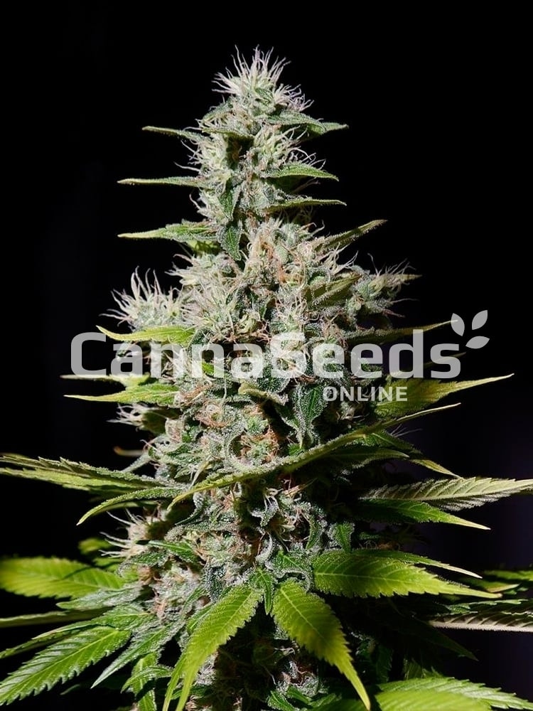 Nyc Diesel Seeds Image