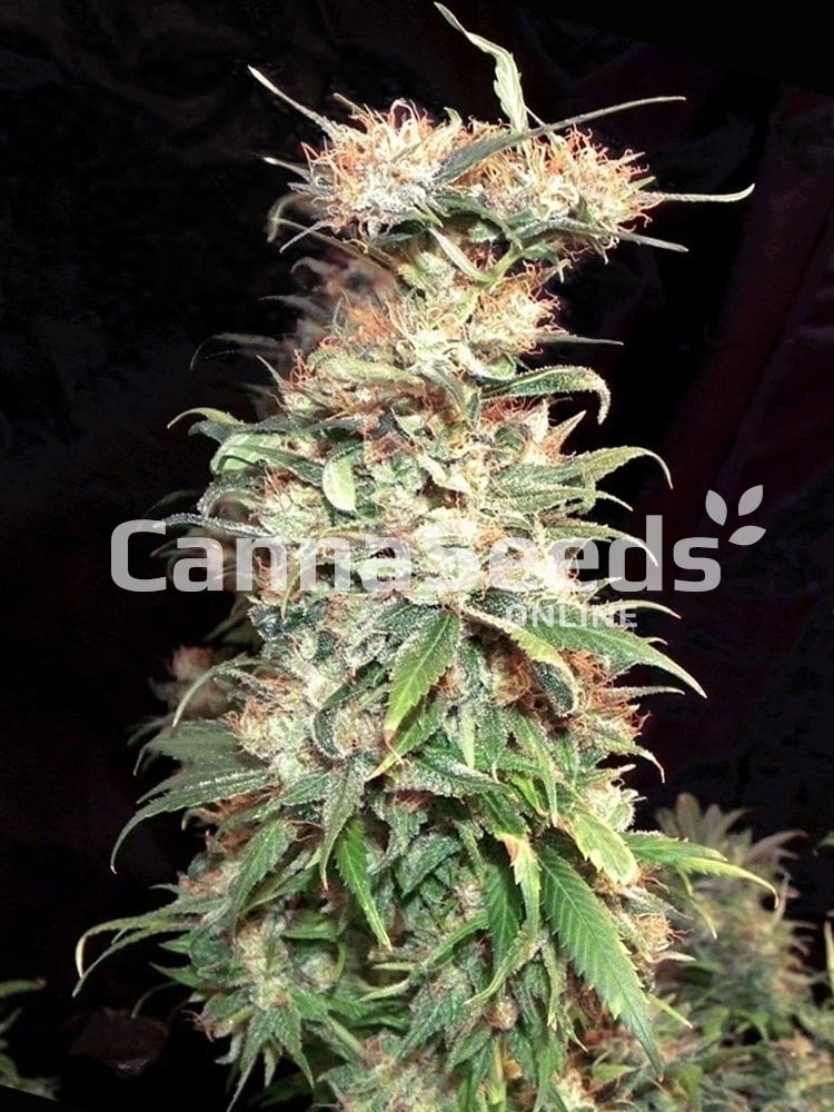 Painkiller Seeds Image