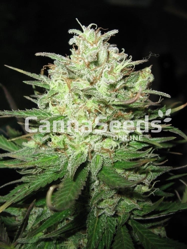 Power Plant Seeds Image