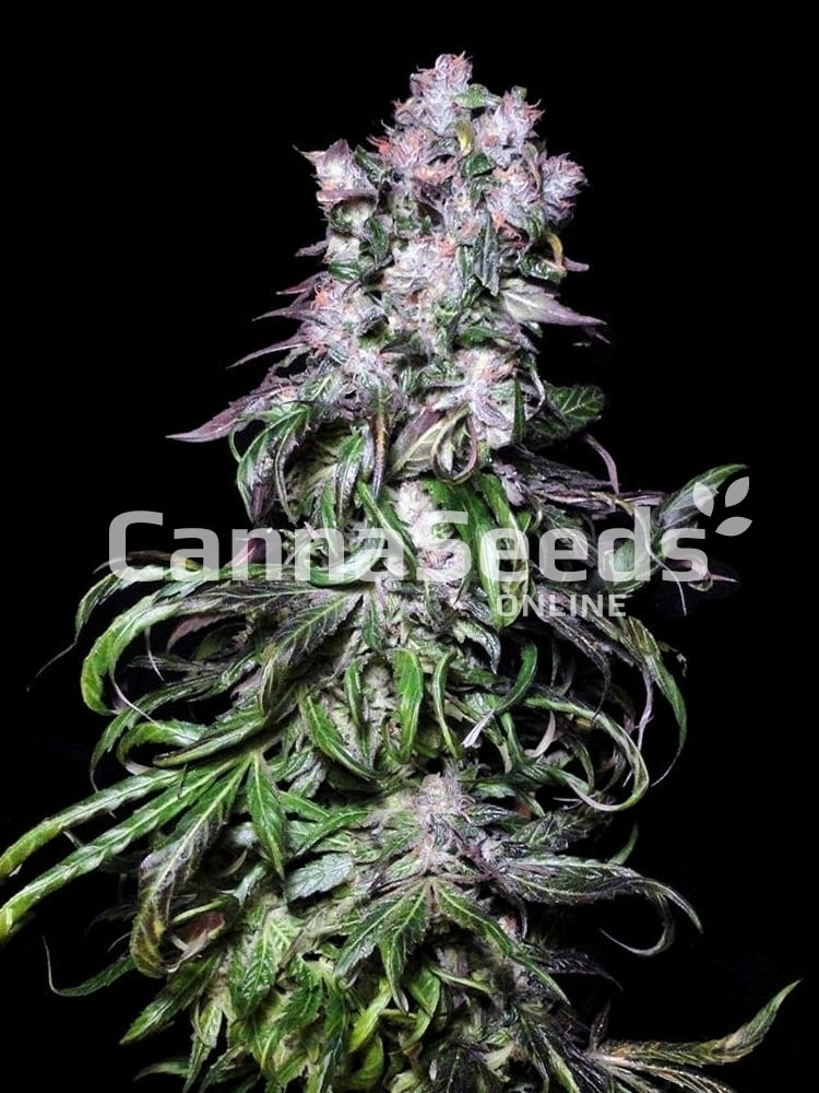 Shiva Shanti Seeds Image