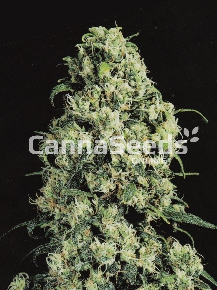 Skunk Nr1 Seeds Image