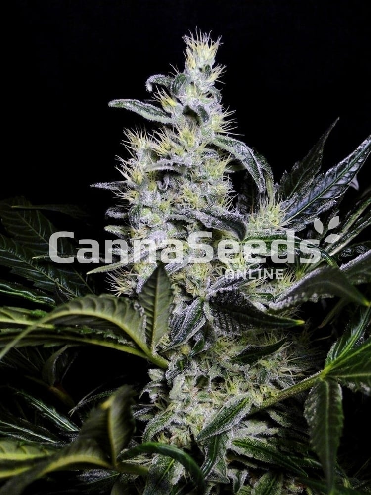 Skywalker Og Seeds Image