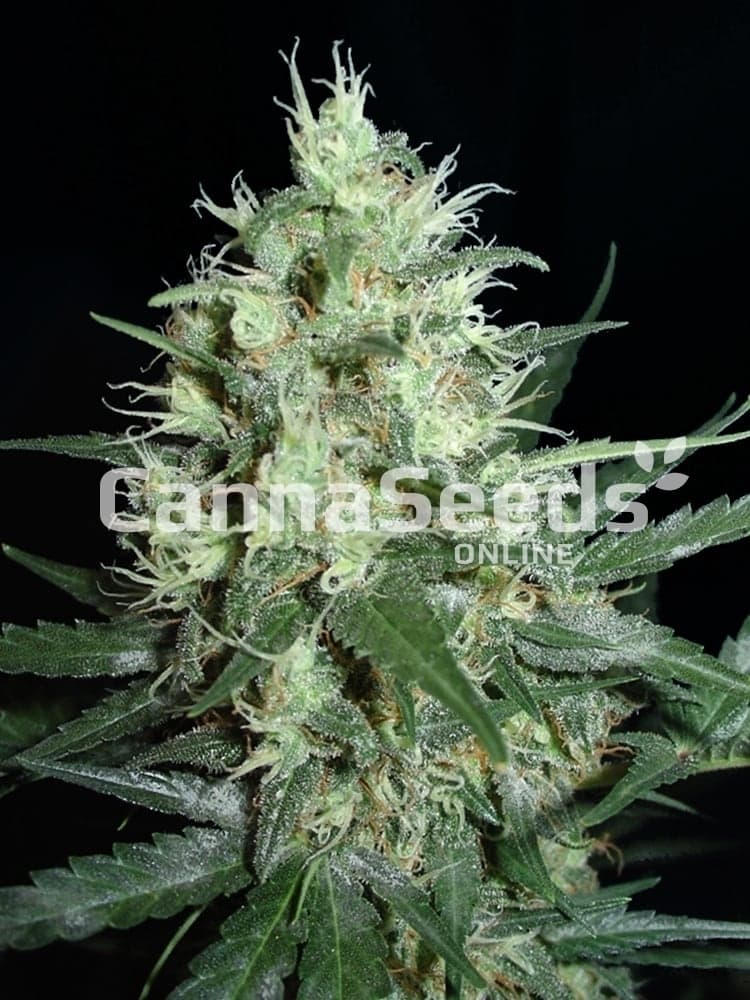 Super Nova Seeds Image