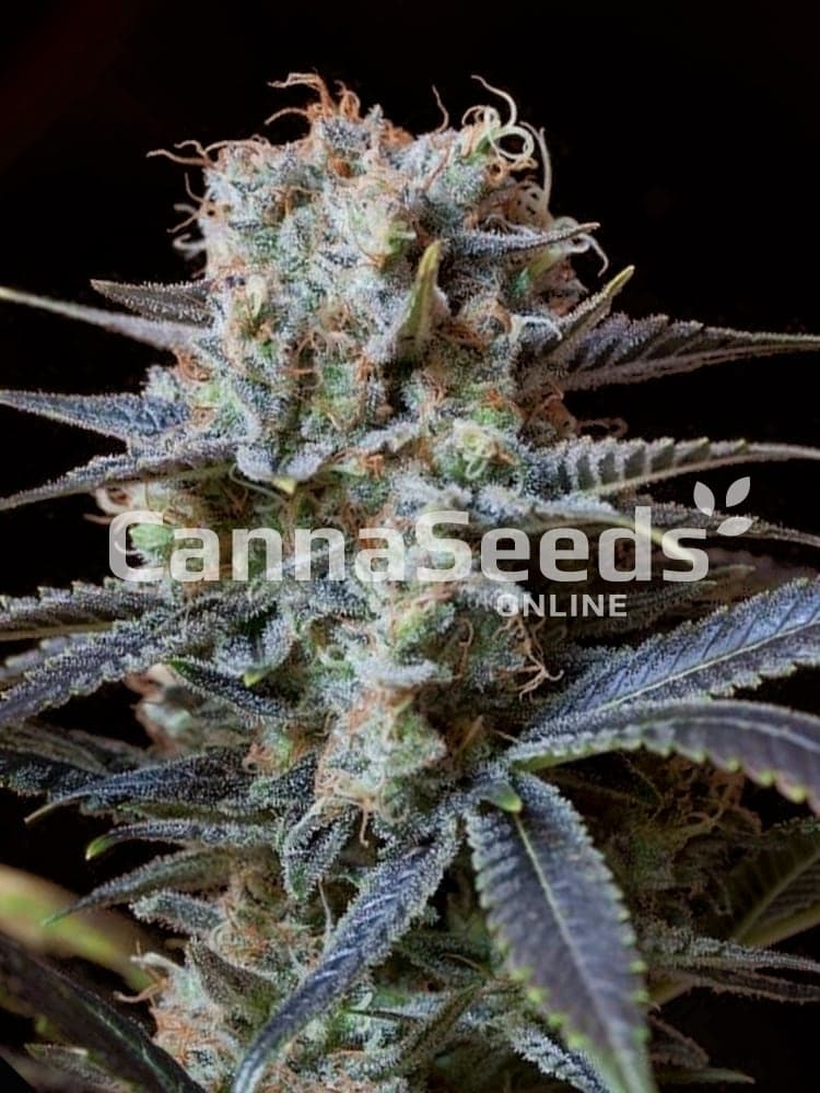 Trainwreck Seeds Image