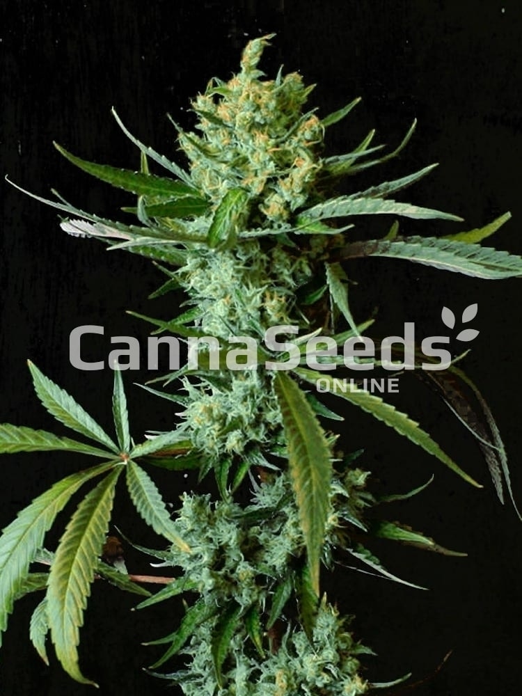 Waikiki Queen Seeds Image