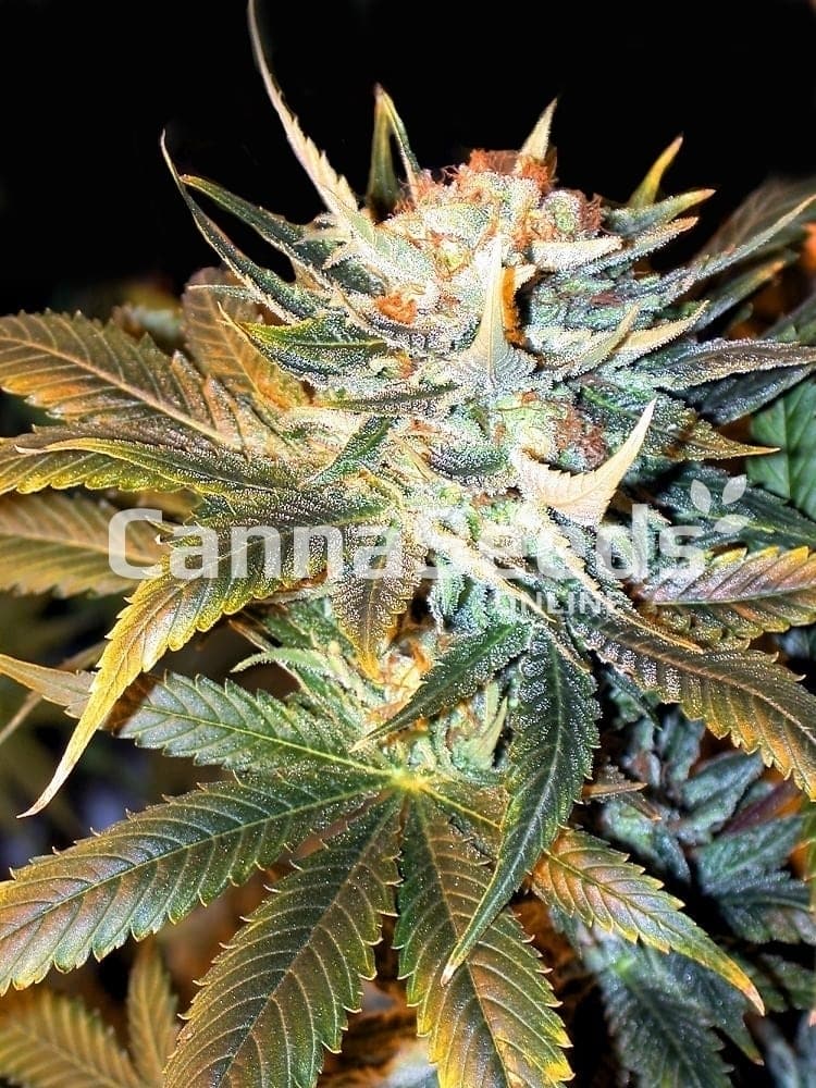 White Shark Seeds Image